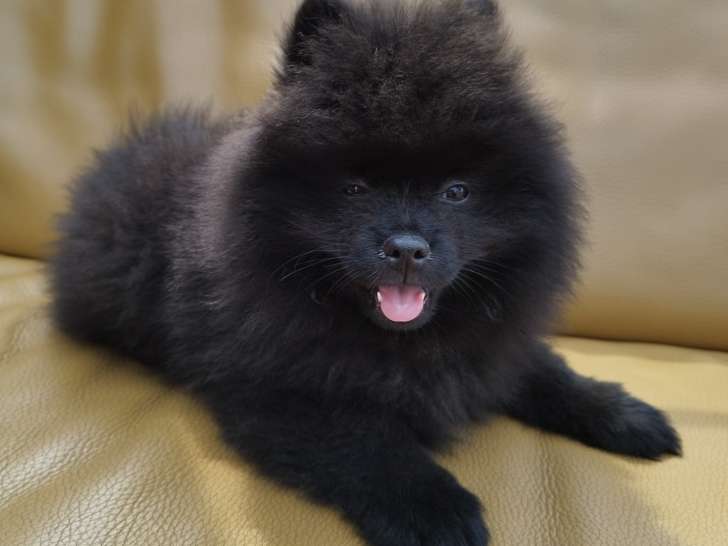 Chiot petit spitz noir 2 mois  Pedigree SRSH (FCI)