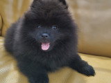 Chiot petit spitz noir 2 mois  Pedigree SRSH (FCI)