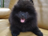 Chiot petit spitz noir 2 mois  Pedigree SRSH (FCI)