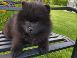 Chiot petit spitz noir 2 mois  Pedigree SRSH (FCI)