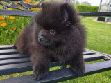 Chiot petit spitz noir 2 mois  Pedigree SRSH (FCI)
