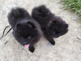 Deux adorables chiots mâles Spitz Pomeranians noirs  2,5 mois avec pédigrée Saint-Hubert SRSH (FCI)