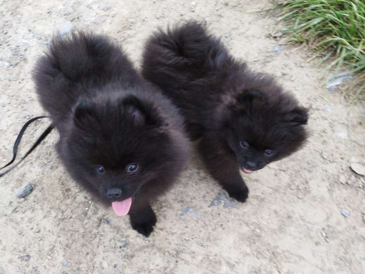 Deux adorables chiots mâles Spitz Pomeranians noirs 2,5 mois avec pédigrée Saint-Hubert SRSH (FCI)