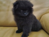Deux adorables chiots mâles Spitz Pomeranians noirs 2,5 mois avec pédigrée Saint-Hubert SRSH (FCI)