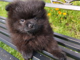 Deux adorables chiots mâles Spitz Pomeranians noirs  2,5 mois avec pédigrée Saint-Hubert SRSH (FCI)