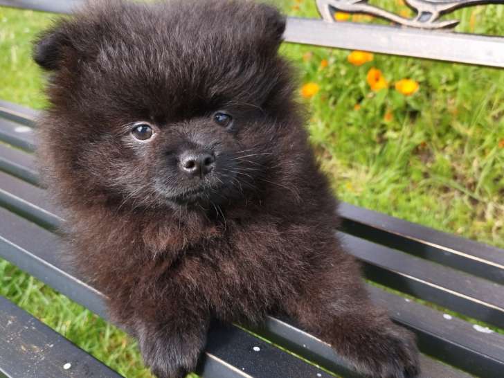 Deux adorables chiots mâles Spitz Pomeranians noirs  2,5 mois avec pédigrée Saint-Hubert SRSH (FCI)
