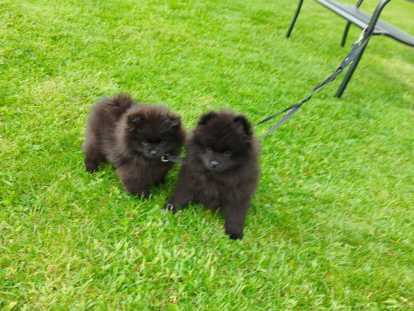Pomeranians Spitz chiots mâles noirs  2,5 mois / pédigrée Saint-Hubert SRSH (FCI)