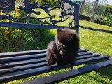 Pomeranians Spitz chiots mâles noirs 2,5 mois / pédigrée Saint-Hubert SRSH (FCI)