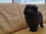 Pomeranians Spitz chiots mâles noirs 2,5 mois / pédigrée Saint-Hubert SRSH (FCI)