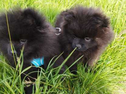 Pomeranians Spitz chiots mâles noirs  3 mois / pédigrée Saint-Hubert SRSH (FCI)