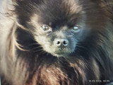 Pomeranians Spitz chiots mâles noirs  3 mois / pédigrée Saint-Hubert SRSH (FCI)