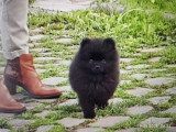 Pomeranians Spitz chiots mâles noirs  3 mois / pédigrée Saint-Hubert SRSH (FCI)