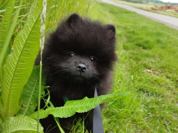 Pomeranians Spitz chiots mâles noirs  3 mois / pédigrée Saint-Hubert SRSH (FCI)