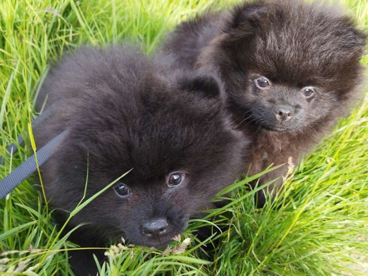 Pomeranians Spitz chiots mâles noirs  3 mois / pédigrée Saint-Hubert SRSH (FCI)