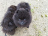 Pomeranians Spitz chiots mâles noirs 3 mois / pédigrée SRSH (FCI)