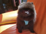 Pomeranians Spitz chiots mâles noirs  3 mois / pédigrée SRSH (FCI)