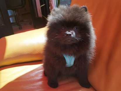 Pomeranians Spitz chiots mâles noirs  3 mois / pédigrée SRSH (FCI)