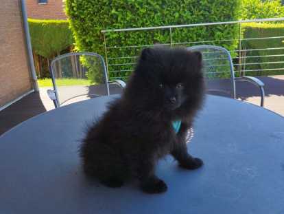 Pomeranians Spitz chiots mâles noirs  3 mois / pédigrée SRSH (FCI)