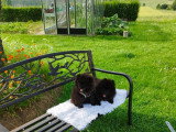 Loulou de Poméranie Spitz chiots mâles noirs  3 mois / pédigrée SRSH (FCI)