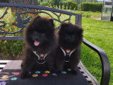 Loulou de Poméranie Spitz chiots mâles noirs  3 mois / pédigrée SRSH (FCI)