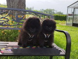 Loulou de Poméranie Spitz chiots mâles noirs  3 mois / pédigrée SRSH (FCI)