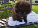 Loulou de Poméranie Spitz chiots mâles noirs  3 mois / pédigrée SRSH (FCI)