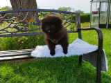 Loulou de Poméranie Spitz chiots mâles noirs  3 mois / pédigrée SRSH (FCI)