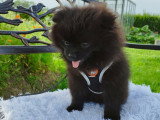 Loulou de Poméranie Spitz chiots mâles noirs  3 mois / pédigrée SRSH (FCI)