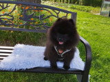 Loulou de Poméranie Spitz chiots mâles noirs  3 mois / pédigrée SRSH (FCI)