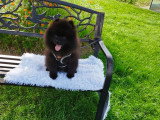 Loulou de Poméranie Spitz chiots mâles noirs  3 mois / pédigrée SRSH (FCI)
