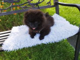 Loulou de Poméranie Spitz chiots mâles noirs  3 mois / pédigrée SRSH (FCI)
