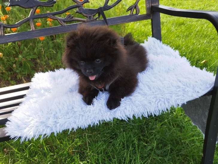 Loulou de Poméranie Spitz chiots mâles noirs  3 mois / pédigrée SRSH (FCI)