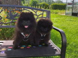 Loulou de Poméranie Spitz chiots mâles noirs  3 mois / pédigrée SRSH (FCI)