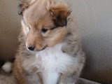 Chiots de race Berger des Shetland à vendre (1 femelle & 1 mâle)