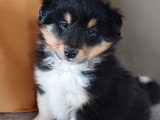 Chiots de race Berger des Shetland à vendre (1 femelle & 1 mâle)