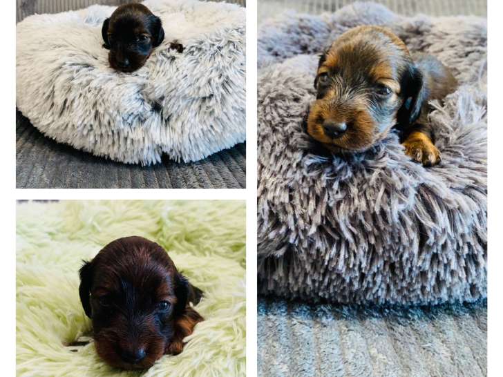 Magnifiques chiots Teckel Nain à vendre