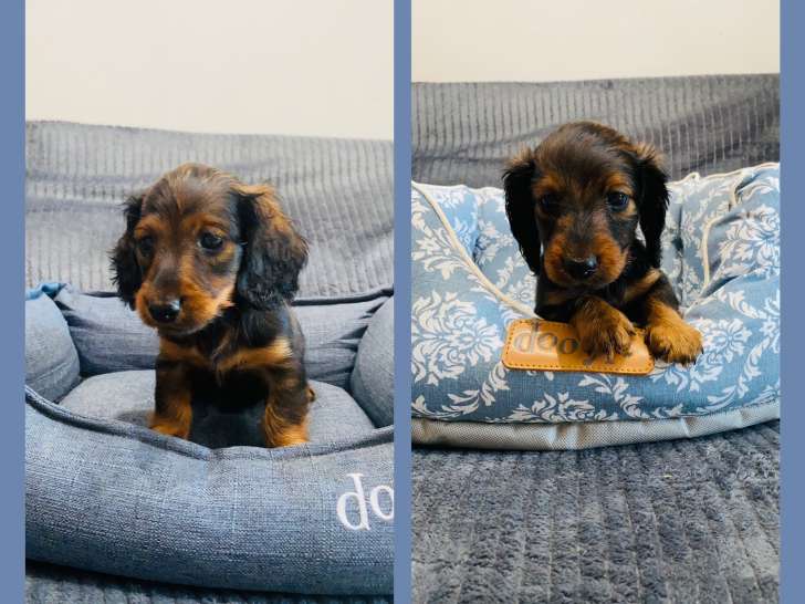 Magnifiques chiots Teckel Nain à vendre