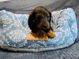 Magnifiques chiots Teckel Nain à vendre