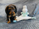 Magnifiques chiots Teckel Nain à vendre