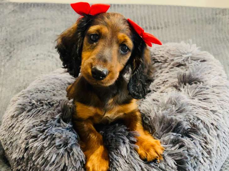 Magnifique chiot Teckel Nain à vendre