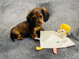 Magnifique chiot Teckel Nain à vendre