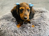 Magnifique chiot Teckel Nain à vendre