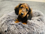 Magnifique chiot Teckel Nain à vendre