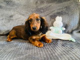 Magnifique chiot Teckel Nain à vendre