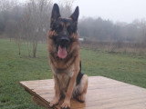 Beau mâle Berger Allemand cherche belle femelle pour une saillie