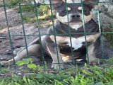 Chiot femelle American Bully pocket à vendre