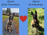 Chiots Berger Malinois à vendre