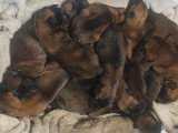 Chiots Berger Malinois à vendre