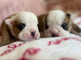 Chiots Bouledogue Anglais LOF réservation