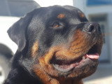 Rottweiler à donner